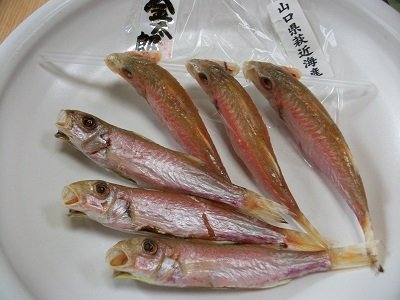 『司寿司』　　金太郎と言う名前の魚 ⁉️ ニュース画像1