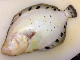 幻の魚「星鰈」食べませんか⁉️日本酒会 ニュース画像1