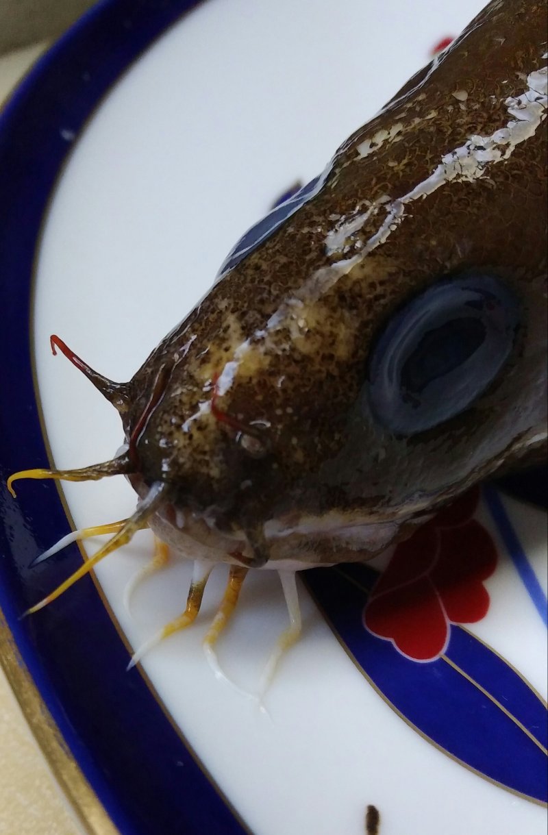 珍魚「イタチ魚」宮崎産 ニュース画像1