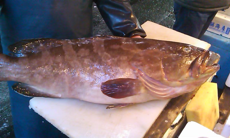 超高級魚『クエを食べませんか！』司寿司 ニュース画像1