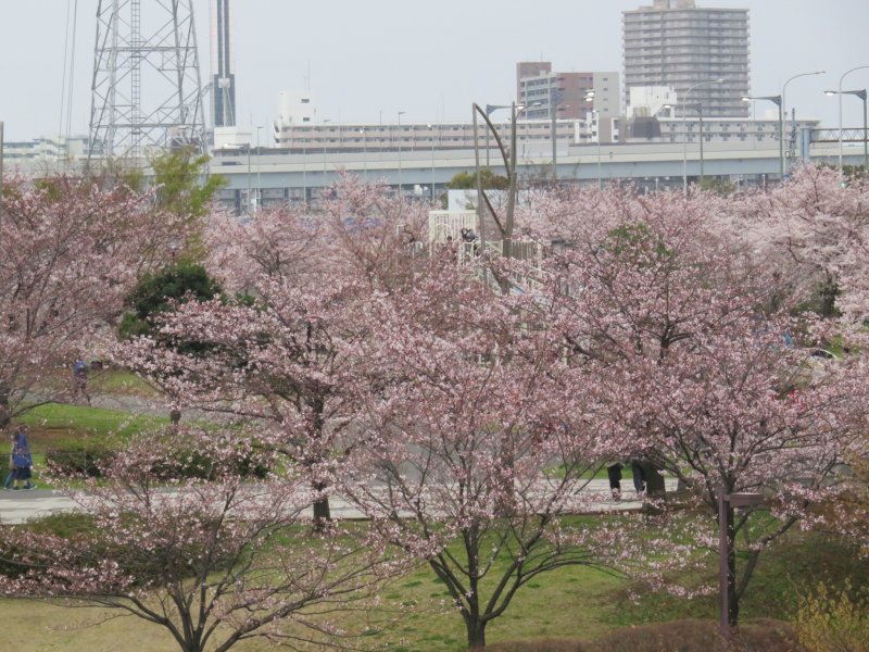 The cherry blossoms are in full bloom News Image 1