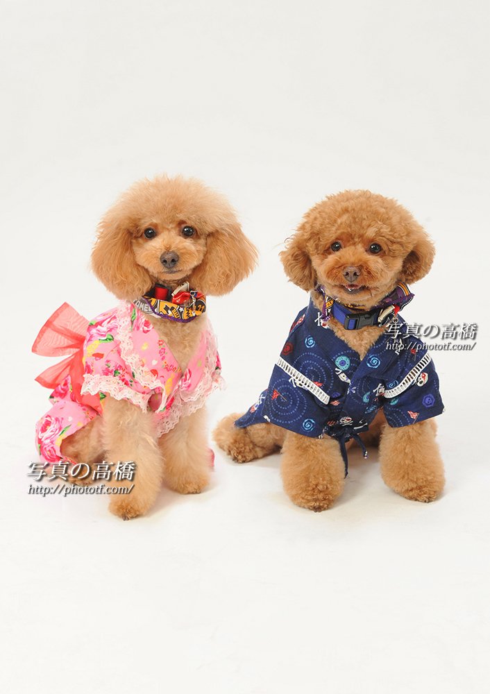 ★謹賀新年！今年も宜しくお願い申し上げます ニュース画像1