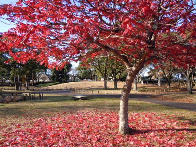 水元公園での冬景色・紅葉が綺麗でした ニュース画像1