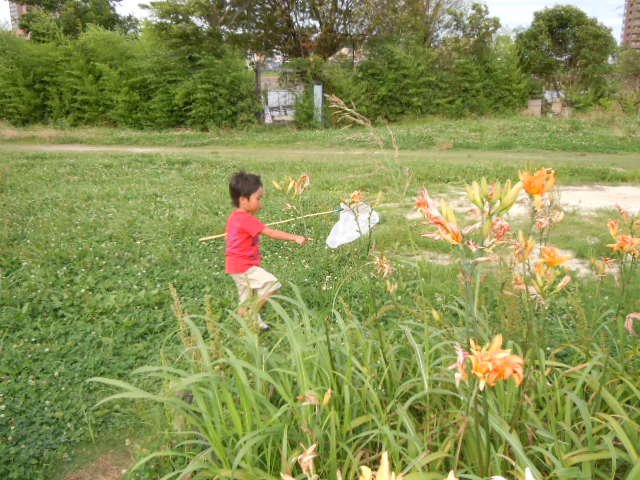 ∥江戸川河川敷に広がる小岩菖蒲園の庭園∥ ニュース画像1