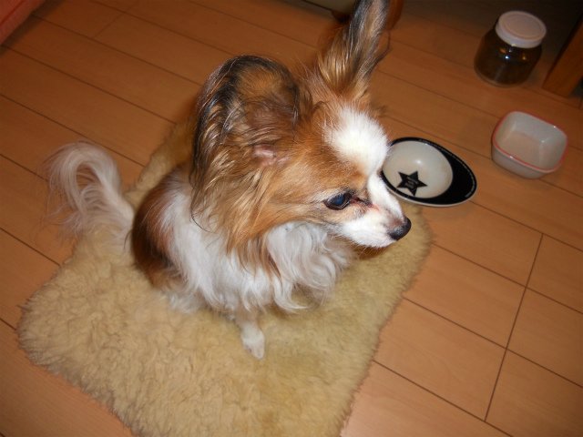 お風呂嫌いのペットに最適な除菌消臭剤!! ニュース画像2