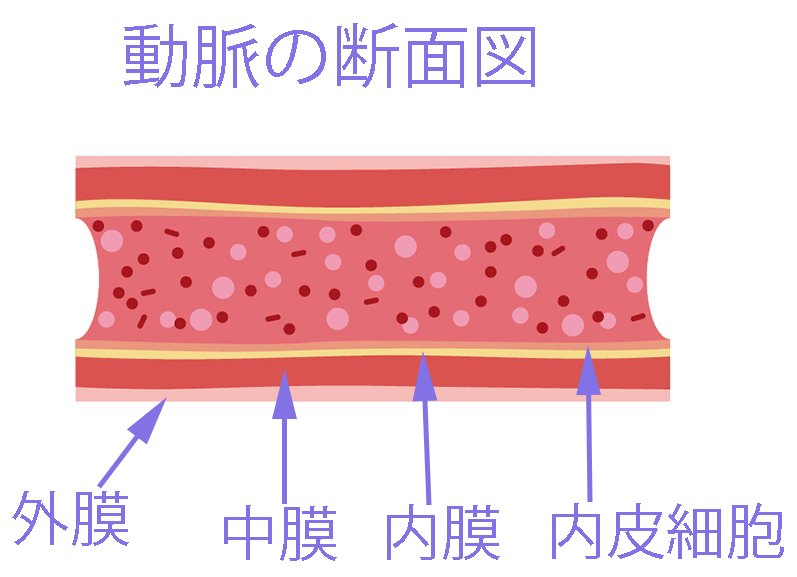 口腔感染症と動脈硬化　内科疾患と歯科疾患をつなぐ知見 ニュース画像1