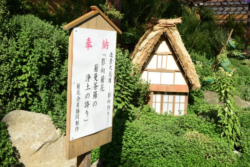 善養寺影向菊花大会10月15日から22日火曜日現在 ニュース画像1