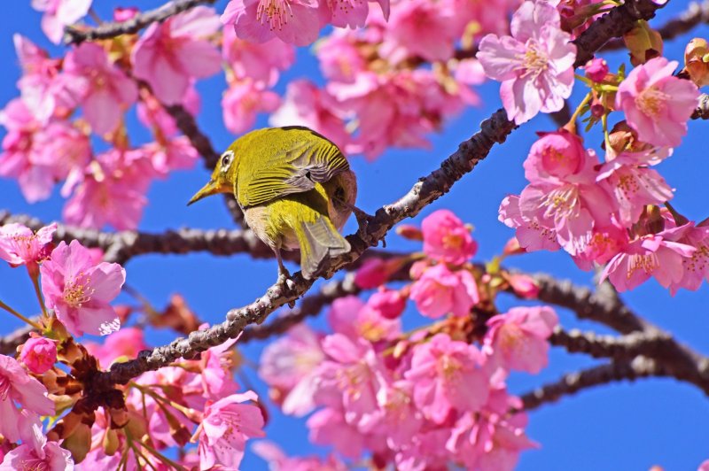 2025旧中川河津桜見頃になりました ニュース画像1