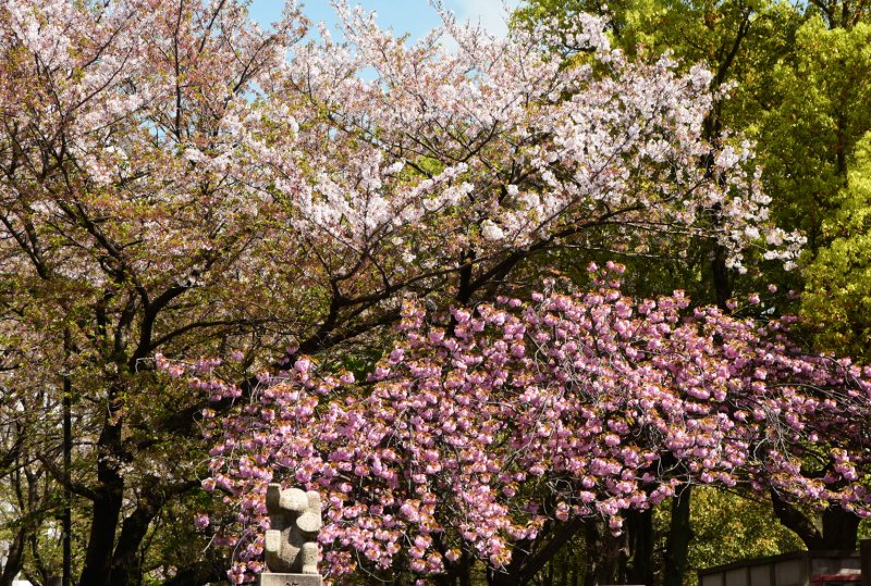 篠田堀王子製紙正門前の八重桜満開に ニュース画像1