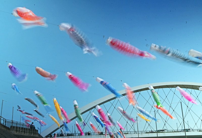 小岩新中川辰巳新橋鯉のぼり祭り ニュース画像1