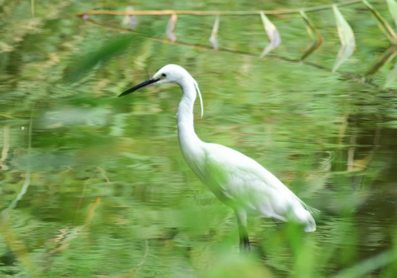 夏にもお勧め葛西臨海公園の野鳥観察 ニュース画像1