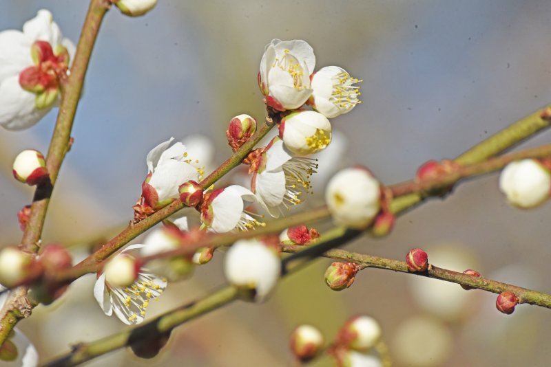 出張写真撮影 写真屋 ウエムラ（旧フォトショップ篠崎） ニュース画像1