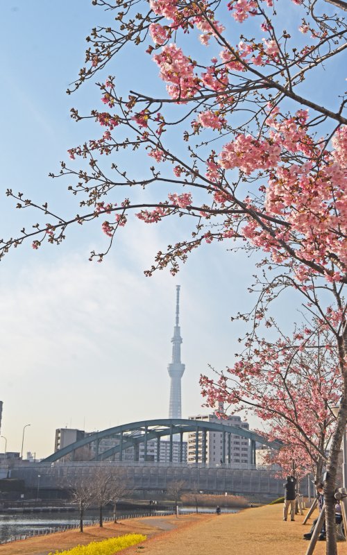 平井3丁目旧中川の河津桜が咲き始めました ニュース画像1