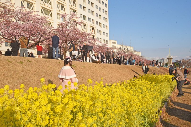 平井3丁目旧中川の河津桜は見頃にほぼ満開 ニュース画像1
