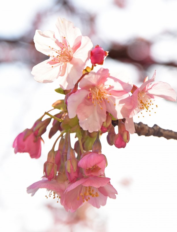 出張写真撮影 写真屋 ウエムラ（旧フォトショップ篠崎） ニュース画像1