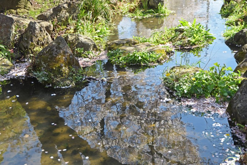 出張写真撮影 写真屋 ウエムラ（旧フォトショップ篠崎） ニュース画像1