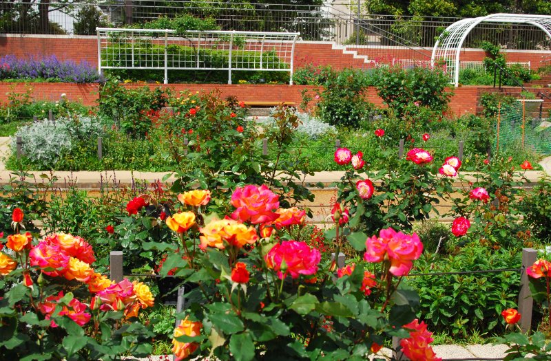 出張写真撮影 写真屋 ウエムラ（旧フォトショップ篠崎） ニュース画像1