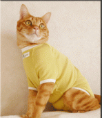 猫の術後服「半袖タイプ」 画像